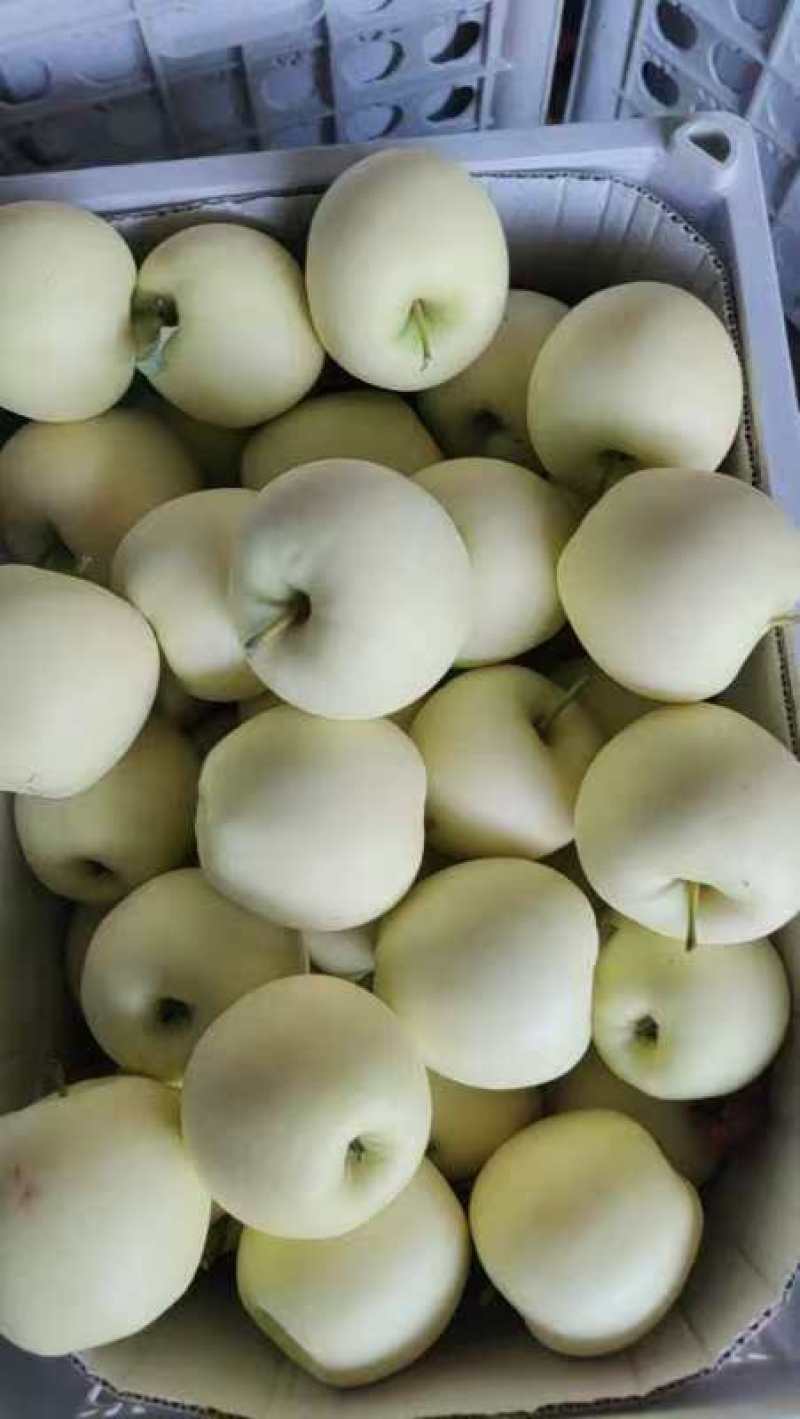 河北黄元帅苹果果品好一手货源产地直发量大从优