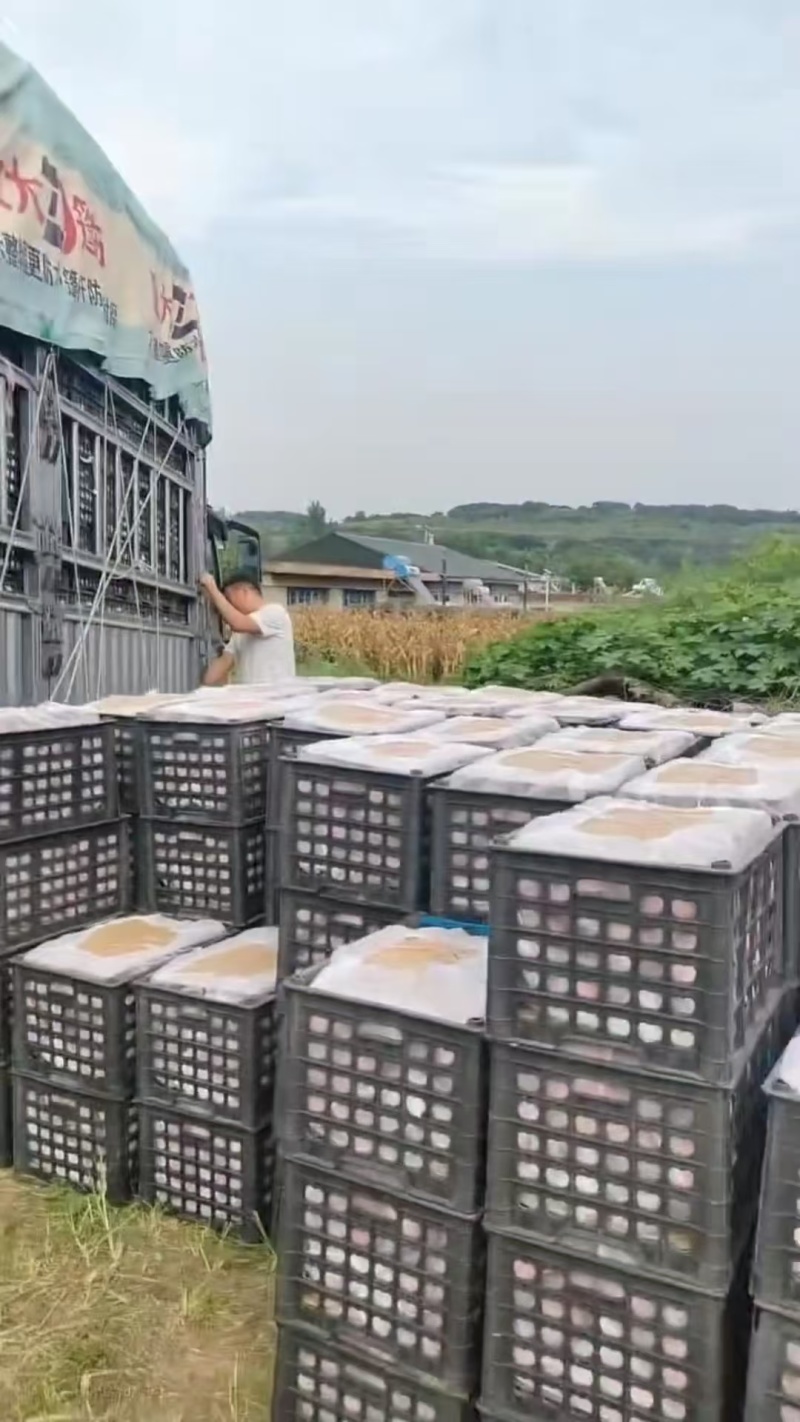 优选黄元帅苹果品质好一手货源量大从优货发全国