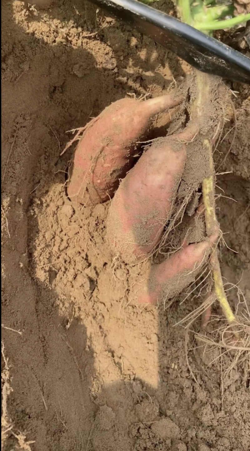 河北红薯烟薯香甜软糯规格齐全基地直发支持视频看货