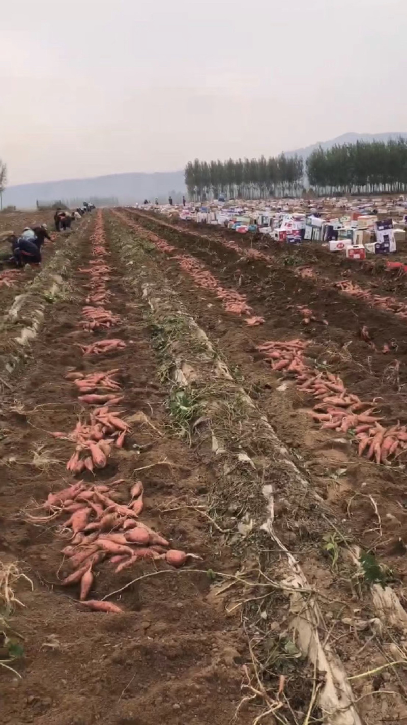 河北红薯烟薯香甜软糯规格齐全基地直发支持视频看货
