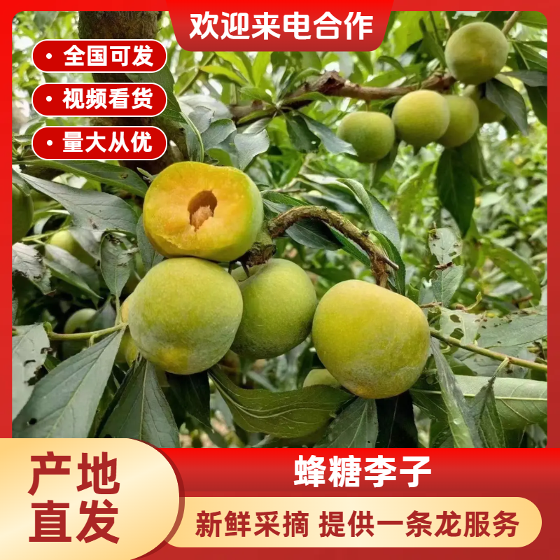 蜂糖李子李子空心李子巫山脆李产地直发