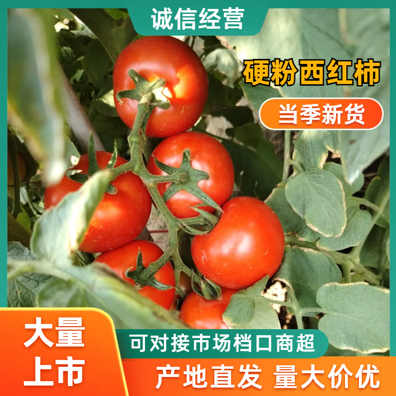 西红柿精品西红柿安顺西红柿货源充足量大从优欢迎老板电话联系