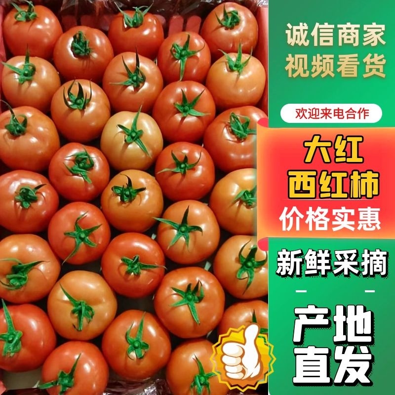 湖北宜昌西红柿，基地直发，大红，量大可优惠，欢迎致电