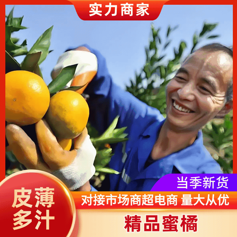 碰柑产地直发供应出口贸易、市场、零售