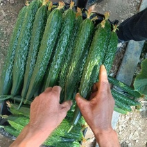 【协助装车】密刺黄瓜量大从优质量保证对接商超