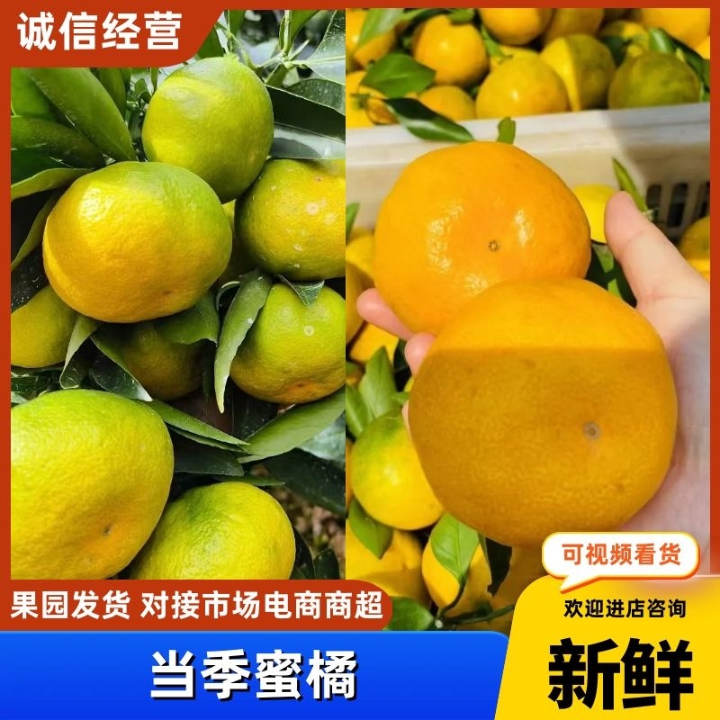 蜜橘柑桔产地现摘现发可视频看货欢迎咨询
