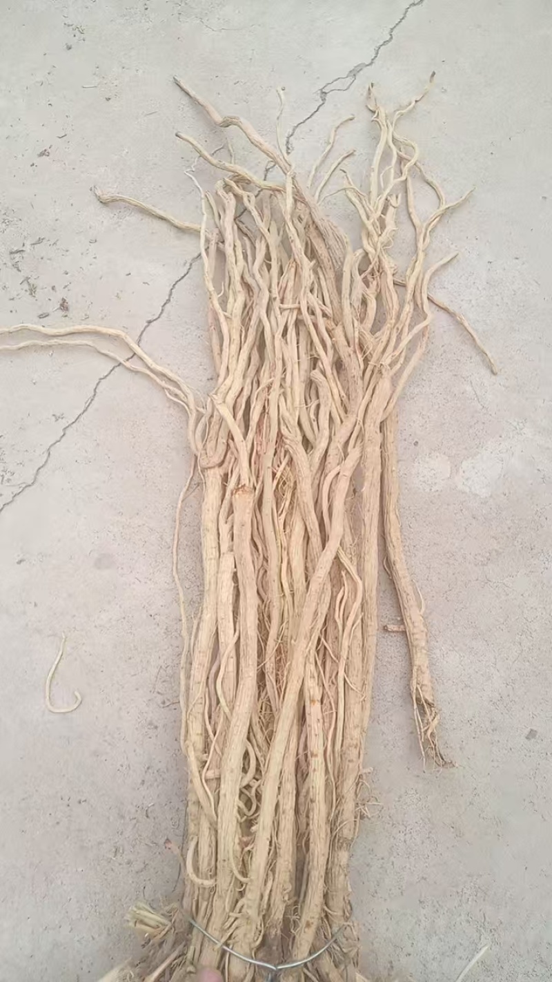 甘肃定西关防风，产地直发货源保证，欢迎来电合作