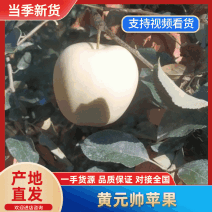 黄元帅苹果绥中苹果香甜多汁个大表光好欢迎洽谈合作