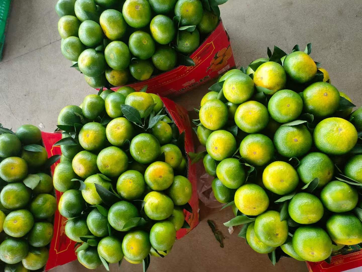 儿童与沃柑全家福