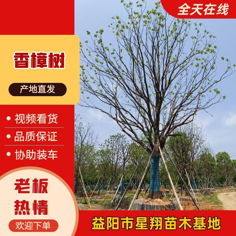 丛生香樟，全冠移栽香樟，自己苗圃，一手货源，自产自销