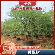 丛生香橼，单杆香橼，香橼基地，香橼价格，一手货源