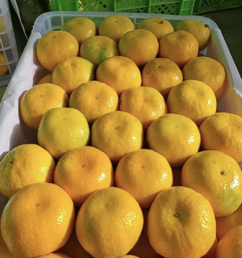 云南新津大量上市皮毛细果肉化渣蜜橘水分充