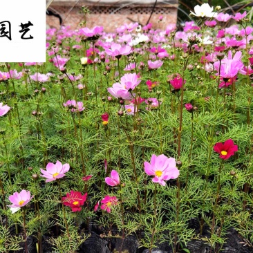 波斯菊大量批发成都波斯菊苗圃基地直供花境花坛花卉搭配