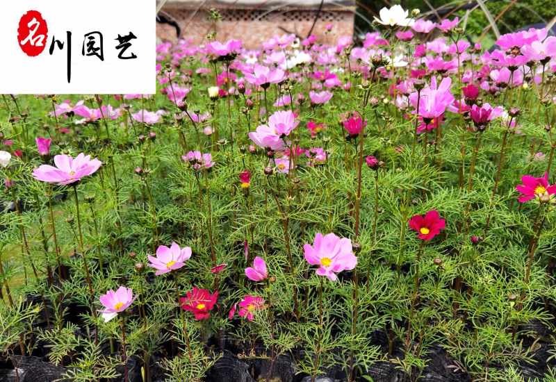 波斯菊大量批发成都波斯菊苗圃基地直供花境花坛花卉搭配