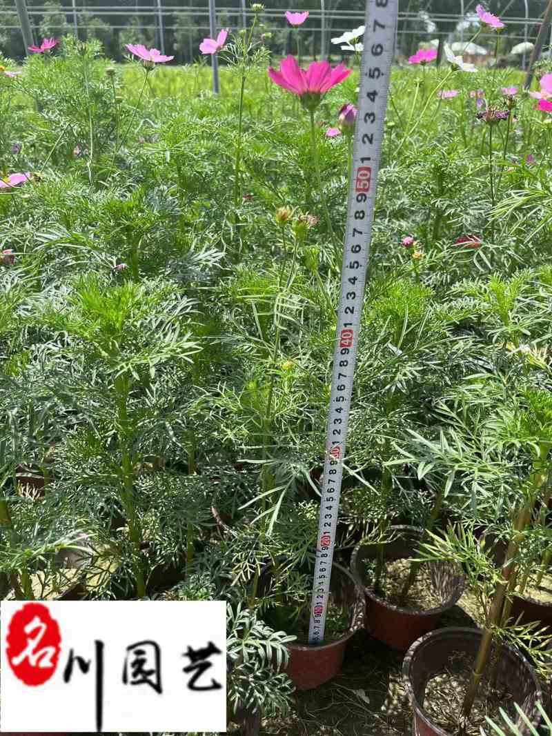 波斯菊大量批发成都波斯菊苗圃基地直供花境花坛花卉搭配