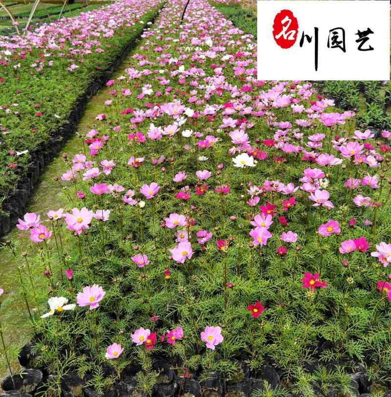 波斯菊大量批发成都波斯菊苗圃基地直供花境花坛花卉搭配