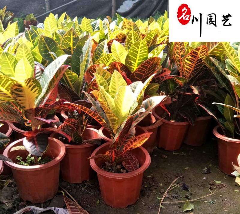 苗圃出售变叶木杯苗成都变叶木产地批发价格量大从优