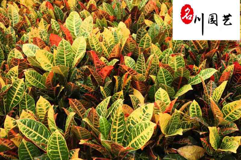 苗圃出售变叶木杯苗成都变叶木产地批发价格量大从优