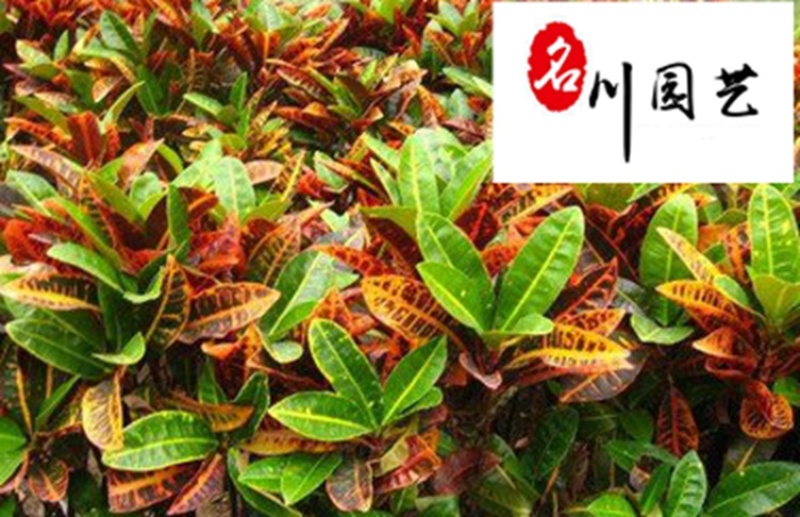 苗圃出售变叶木杯苗成都变叶木产地批发价格量大从优