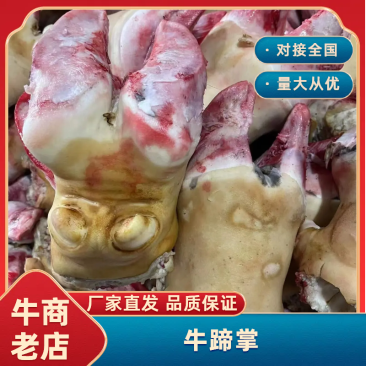精品牛蹄掌牛蹄花，货源充足，量大从优，欢迎选购