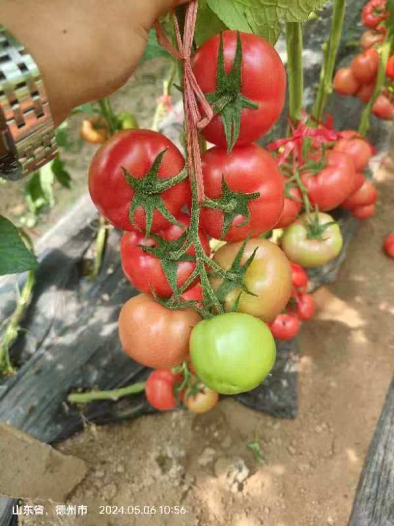 硬粉西红柿苗康番169保质保量保真自家培育成活率高