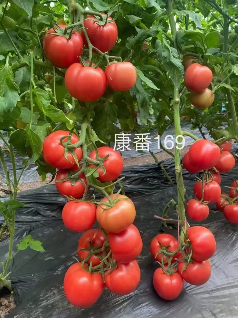 硬粉西红柿苗康番169保质保量保真自家培育成活率高