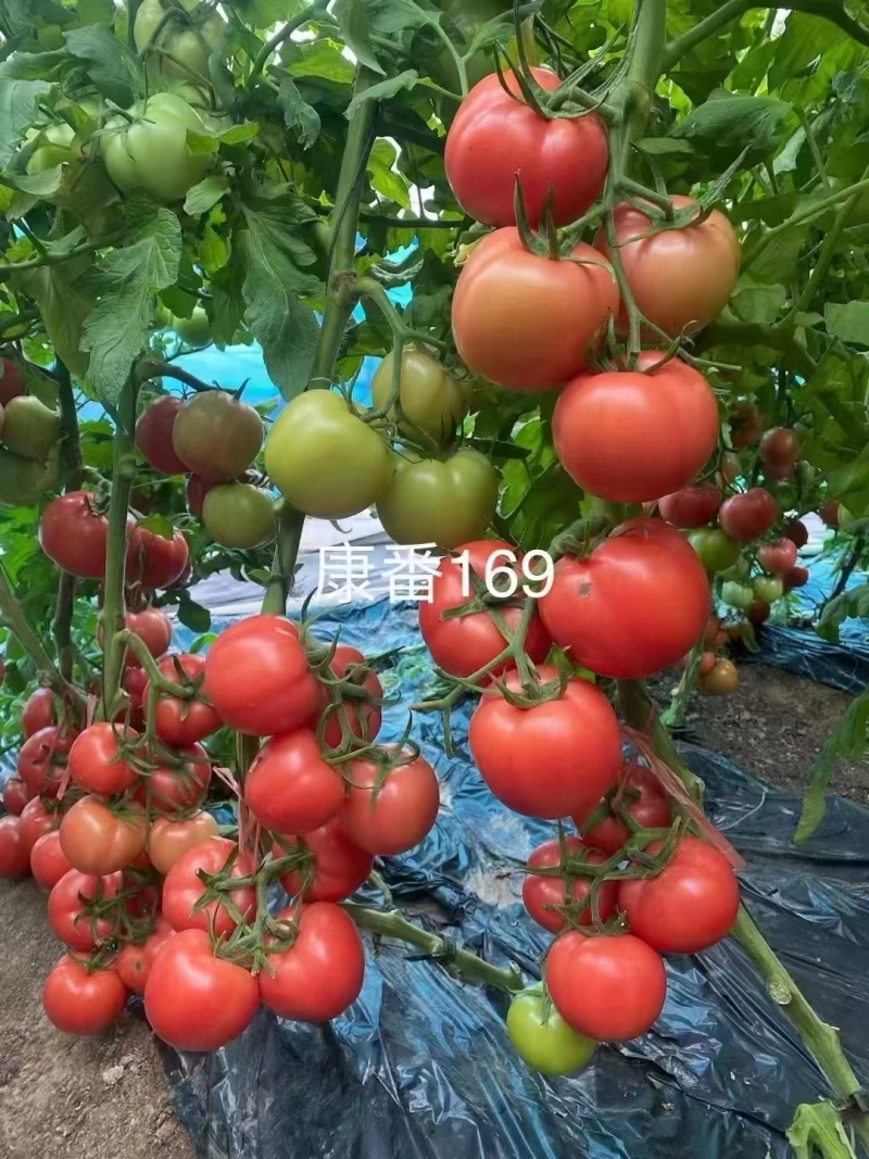 硬粉西红柿苗康番169保质保量保真自家培育成活率高