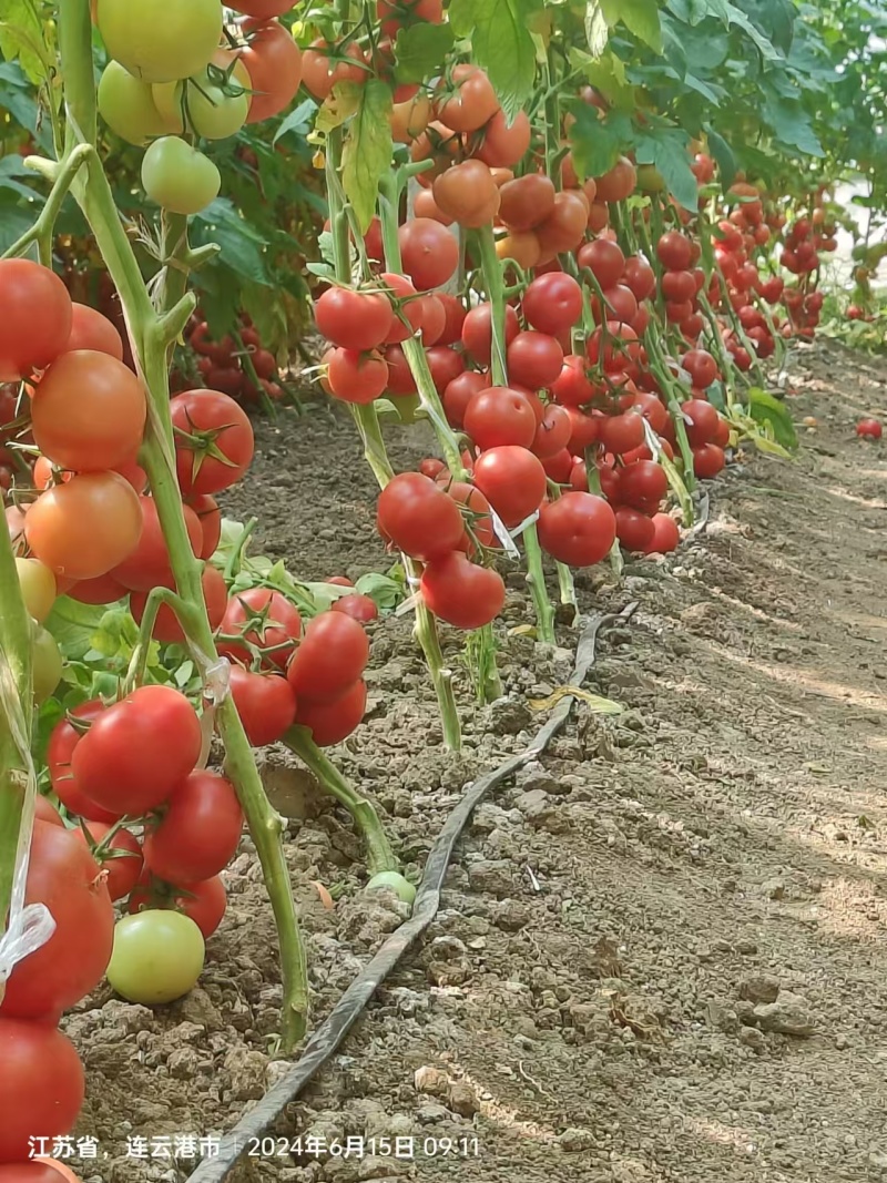 【精品】番茄苗硬粉西红柿苗康番169保质保量欢迎定苗