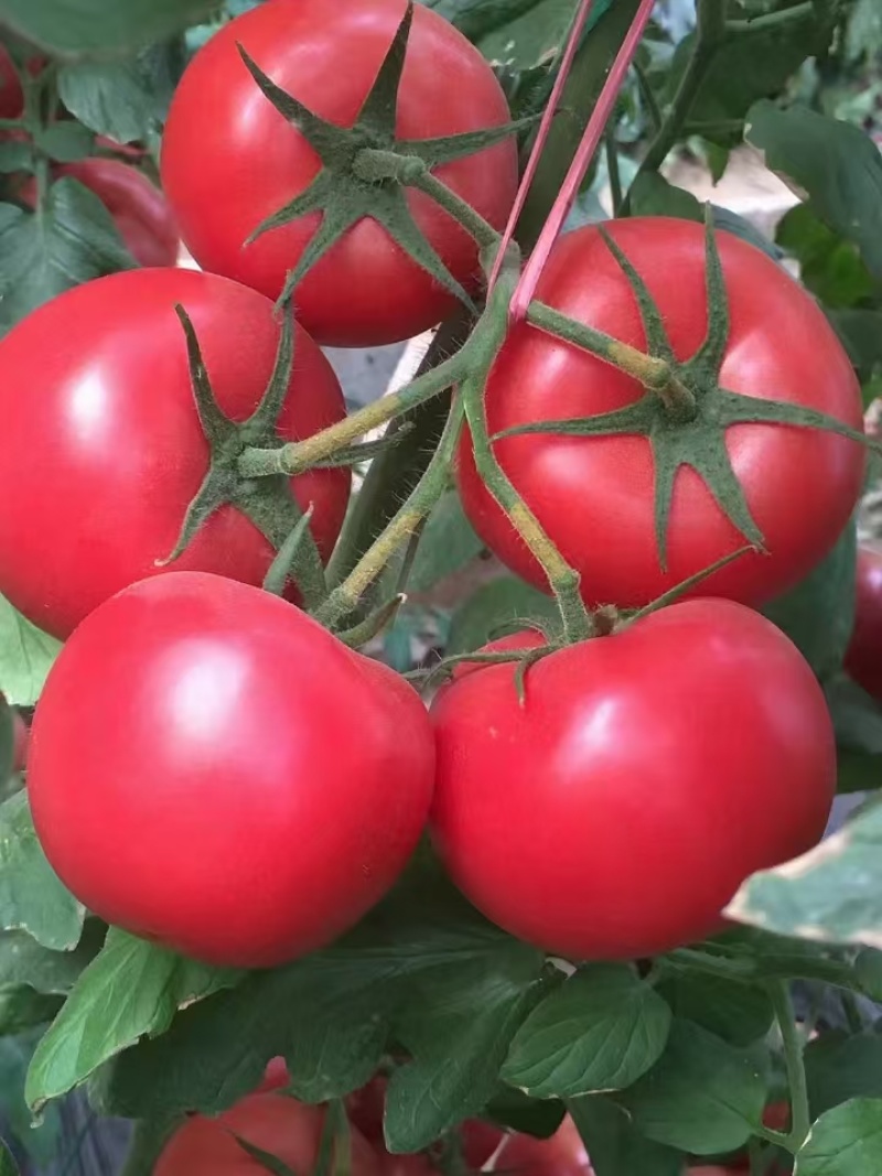 【精品】番茄苗硬粉西红柿苗康番169保质保量欢迎定苗