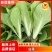 山东菏泽曹县快菜产地直发代收代发视频看货全国发货
