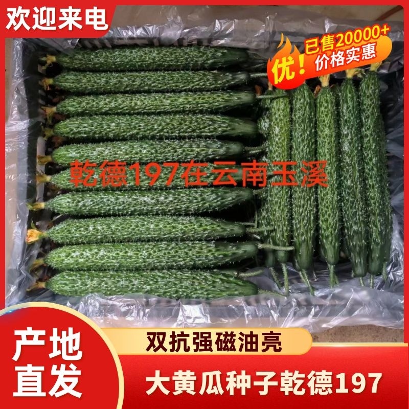 嫁接大黄瓜苗黑油亮的升级版短把密刺油亮高产抗病
