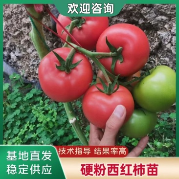 硬粉西红柿苗康番169保质保量保真自家培育成活率高