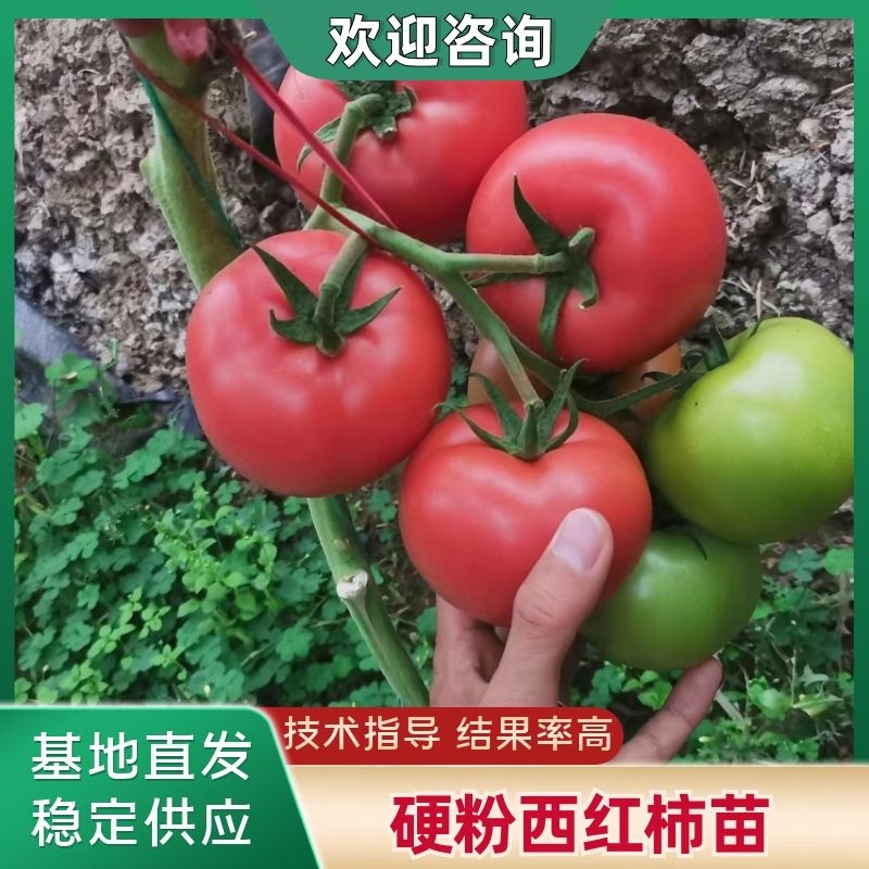 硬粉西红柿苗康番169保质保量保真自家培育成活率高