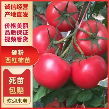 【精品】番茄苗硬粉西红柿苗康番169保质保量欢迎定苗