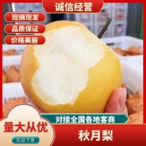 山东秋月梨大量上市，基地采摘，甜度高，品相好