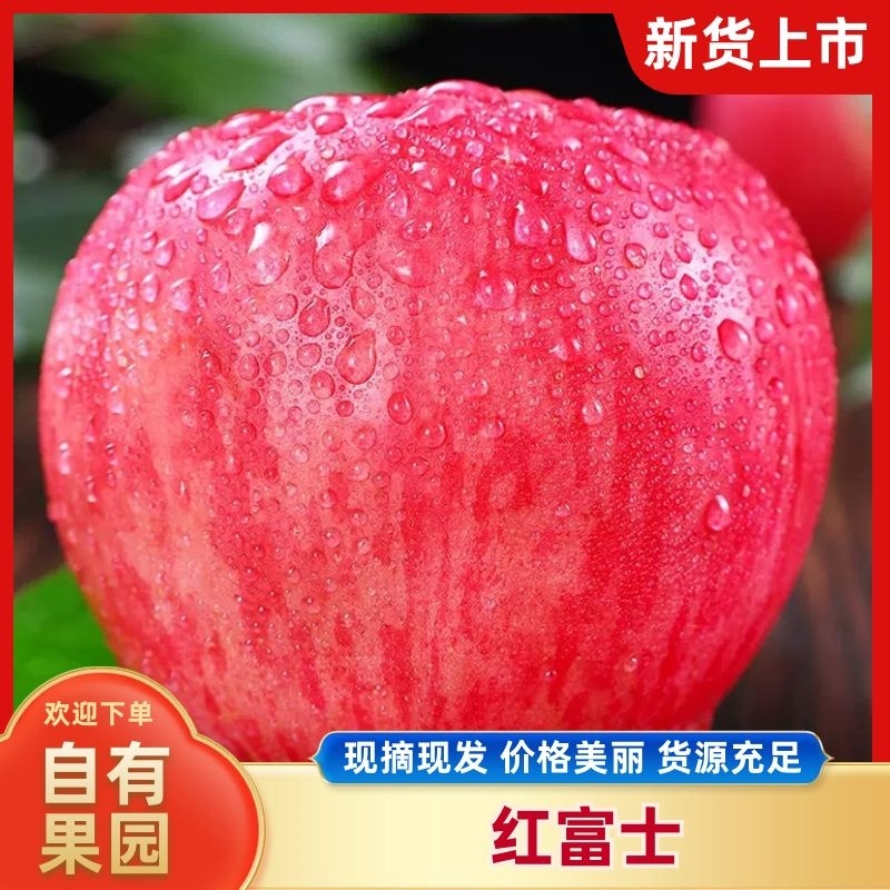 苹果冷库红富士大量出库产地大掉价保质保量货真价