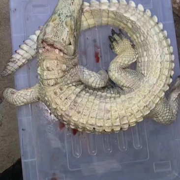 鳄鱼肉