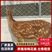 山东通利达养殖场梅花鹿出售租赁景区观赏视频看货有需致电