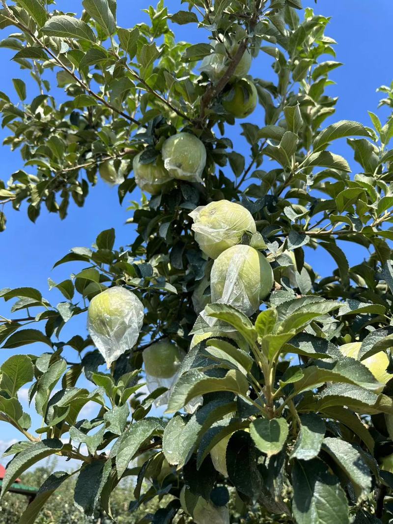 山东青岛青森苹果水蜜桃苹果热卖中量大价优口感好汁水足