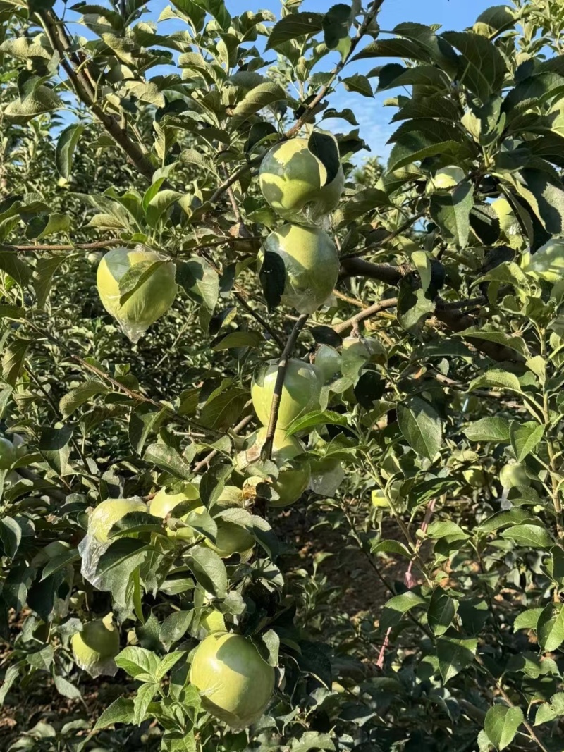 山东青岛青森苹果水蜜桃苹果热卖中量大价优口感好汁水足