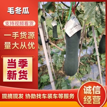 吊瓜，毛冬瓜精品冬瓜安顺冬瓜货源充足量大从优欢迎老板电话联系
