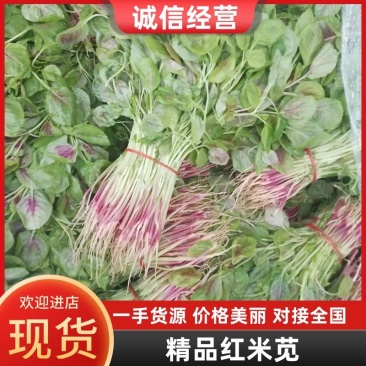 精品红米苋6元，苋菜上海苋菜大量供货，品质保障欢迎咨询