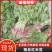精品红米苋6元，苋菜上海苋菜大量供货，品质保障欢迎咨询