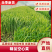 空心菜精品空心菜上海空心菜大量供货，品质保障欢迎咨询