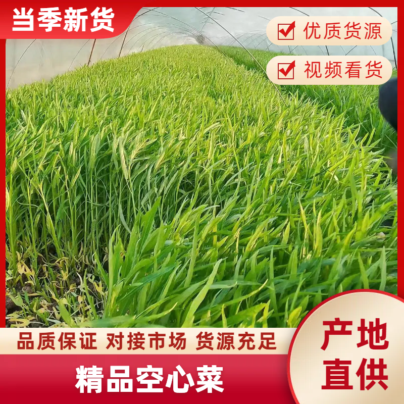 空心菜精品空心菜上海空心菜大量供货，品质保障欢迎咨询