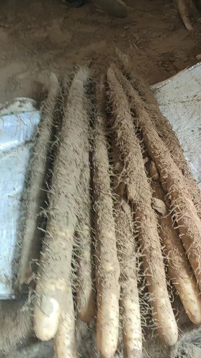 精品山药各种山药双棒香甜软糯欢迎各地客商