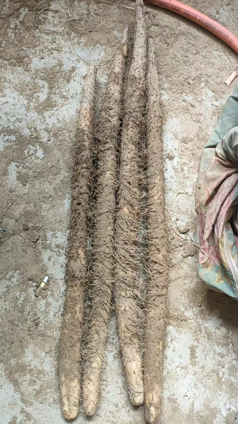 精品山药各种山药双棒香甜软糯欢迎各地客商