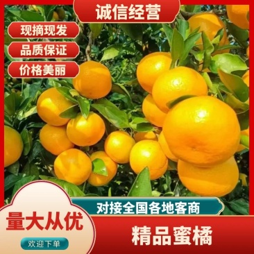 湖北宜昌蜜橘软嫩化渣,橘味鲜浓,有出口资质
