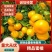 湖北宜昌蜜橘软嫩化渣,橘味鲜浓,有出口资质