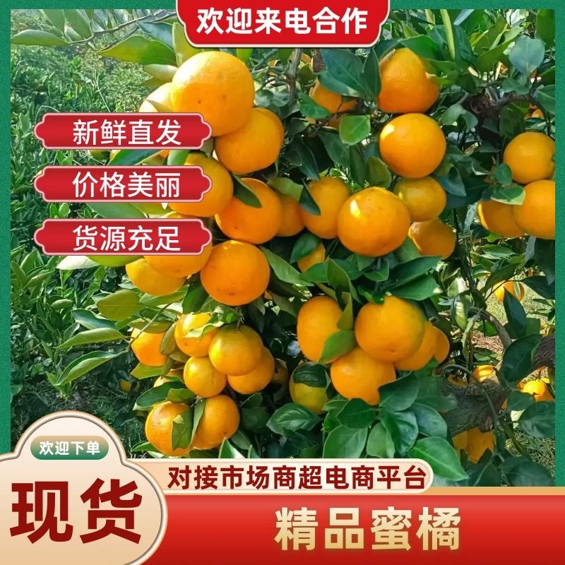 湖北宜昌蜜橘无籽、货源充足有出口资质，欢迎咨询